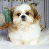 Photo №1. shih tzu - à vendre en ville de Berchtesgaden | négocié | Annonce №99459