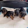 Photo №3. De jolis chiots Yorkshire Terrier disponibles maintenant pour des foyers aimants. USA