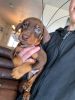 Photo №1. dobermann - à vendre en ville de Sydney | 946€ | Annonce №84733