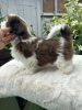 Photo №1. shih tzu - à vendre en ville de Twentymile Bend | 265€ | Annonce №77265