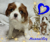 Photos supplémentaires: CHIOTS Épagneul Cavalier King Charles