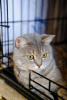 Photo №3. Une chatte de sang écossais (aux oreilles droites) cherche un foyer.. Fédération de Russie
