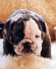 Photo №4. Je vais vendre bulldog anglais en ville de Severodvinsk. éleveur - prix - 913€