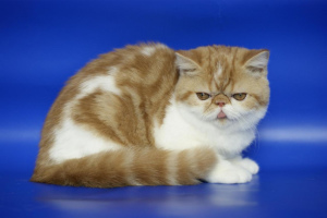 Photo №1. exotic shorthair - à vendre en ville de Moscou | 170€ | Annonce № 2167