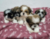 Photo №2 de l'annonce № 109281 de la vente shih tzu - acheter à Allemagne annonce privée, éleveur