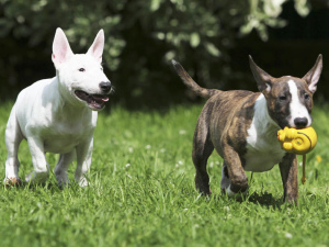 Photos supplémentaires: Nous avons eu d'excellents chiots du Bull Terrier miniature.