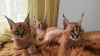 Photos supplémentaires: chatons serval et caracal disponibles