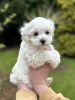 Photos supplémentaires: Chiot Maltipoo