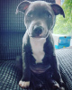 Photo №1. american staffordshire terrier - à vendre en ville de Varsovie | 580€ | Annonce №101122