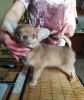 Photo №4. Je vais vendre chihuahua en ville de Москва. de la fourrière, éleveur - prix - 554€
