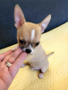 Photo №3. Mini Chihuahuas. Serbie