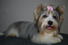 Photo №1. biewer yorkshire terrier - à vendre en ville de Vsevolozhsk | 22€ | Annonce №8348