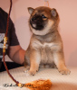 Photo №3. Chiot Shiba Inu du chenil RKF KUMIKO YOSHI. Fédération de Russie