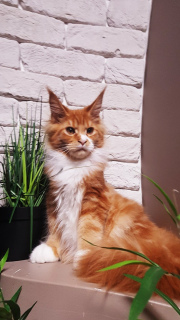 Photo №4. Je vais vendre maine coon en ville de Kharkov. de la fourrière - prix - Négocié