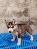 Photo №1. husky de sibérie - à vendre en ville de Нове-Место-над-Вагом | 300€ | Annonce №28972