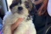 Photo №1. shih tzu - à vendre en ville de Berlin | Gratuit | Annonce №127099