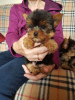 Photo №3. Chiots Yorkie de race pure disponibles. USA