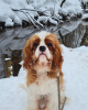 Photos supplémentaires: Magnifique mâle Cavalier King Charles Spaniel