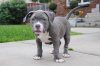 Photo №1. american bully - à vendre en ville de Bulandzeni | négocié | Annonce №122102