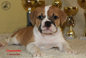 Photos supplémentaires: Bulldog Continental, chiots