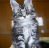 Photo №1. maine coon - à vendre en ville de Франкфурт-на-Майне | 190€ | Annonce № 123676