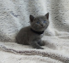 Photo №3. Chatons British Shorthair à adopter dans des foyers 5 étoiles. Allemagne