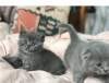 Photo №1. scottish fold - à vendre en ville de Vienna | négocié | Annonce № 74464