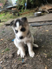 Photo №2 de l'annonce № 114608 de la vente husky de sibérie - acheter à Allemagne annonce privée, éleveur