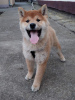 Photo №3. Shiba Inu. Serbie