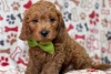 Photo №3. Beaux chiots Cavapoo Pour adoption gratuite. Allemagne