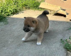 Photo №1. shiba - à vendre en ville de Uppsala | Gratuit | Annonce №98607