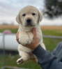 Photo №1. labrador retriever - à vendre en ville de Гамбург | 420€ | Annonce №89653