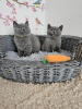 Photo №2 de l'annonce № 108587 de la vente british shorthair - acheter à Allemagne annonce privée, de la fourrière, de l'abri, éleveur