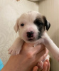 Photo №3. Les merveilleux chiots Jack Russell Terrier recherchent une maison et des. Fédération de Russie