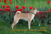 Photos supplémentaires: Chiots Shiba Inu