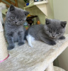 Photo №1. british shorthair - à vendre en ville de Гамбург | 50€ | Annonce № 87933