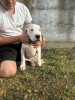 Photo №4. Je vais vendre dogue argentin en ville de Belgrade.  - prix - négocié