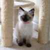 Photo №1. ragdoll - à vendre en ville de Texarkana | 222€ | Annonce № 37130