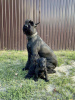 Photo №3. Chiots Schnauzer Géant avec pedigree (1 mois). Ukraine