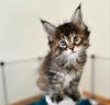 Photo №1. maine coon - à vendre en ville de Flims | 400€ | Annonce № 116359