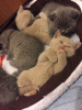 Photo №1. british shorthair - à vendre en ville de Berlin | 450€ | Annonce № 77792