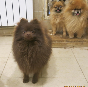 Photo №2 de l'annonce № 4087 de la vente spitz allemand - acheter à Fédération de Russie de la fourrière