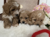 Photo №3. Chiot Maltipoo. USA