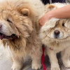 Photos supplémentaires: Chow-Chow-Babys disponible