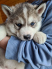 Photo №1. husky de sibérie - à vendre en ville de Tallinn | négocié | Annonce №34548