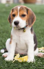 Photo №1. beagle - à vendre en ville de Berlin | 100€ | Annonce №100239