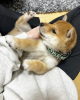 Photo №1. shiba - à vendre en ville de Koper | négocié | Annonce №92911