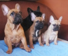 Photos supplémentaires: Chiots bouledogue français