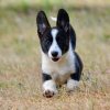 Photos supplémentaires: Welsh Corgi Cardigan chiot FCI