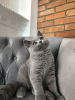 Photo №4. Je vais vendre british shorthair en ville de Bydgoszcz. éleveur - prix - négocié